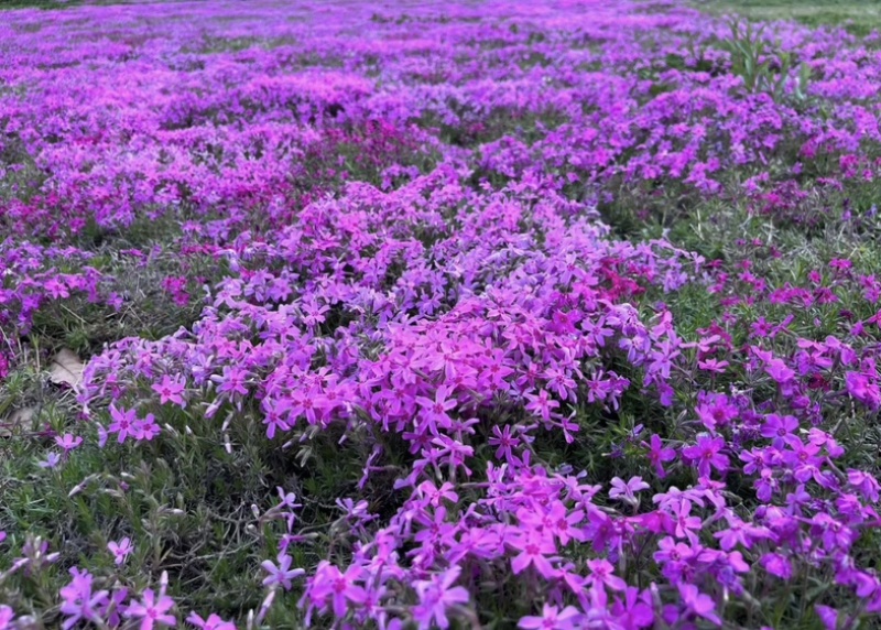 福禄考种子景观花海四季开花色彩艳丽花色丰富