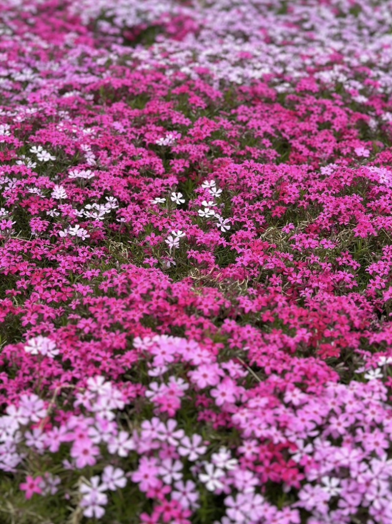 福禄考种子景观花海四季开花色彩艳丽花色丰富