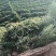 2024白玉山药