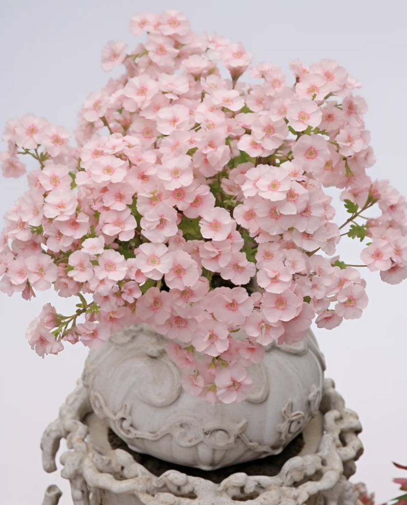 福禄考种子景观花海四季开花色彩艳丽花色丰富