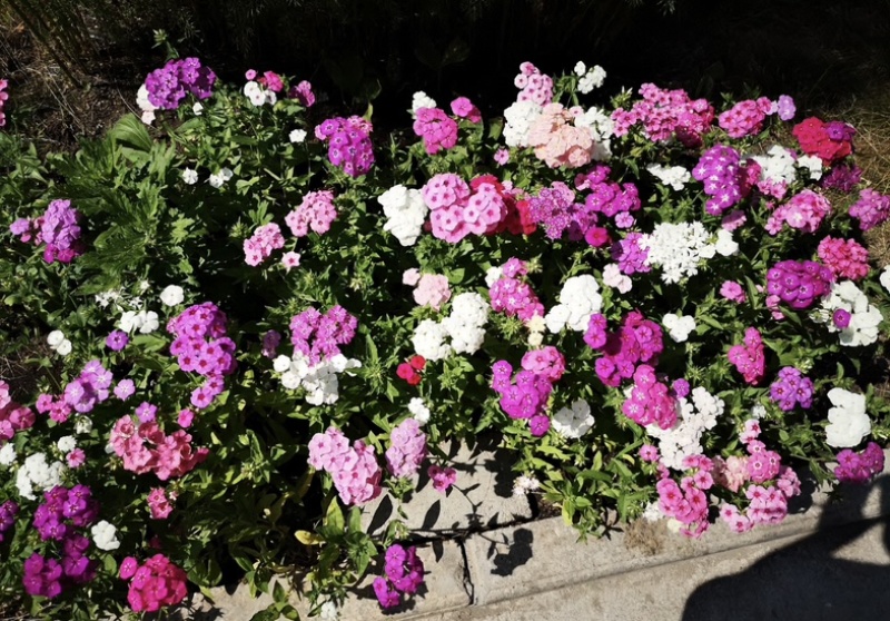 福禄考种子景观花海四季开花色彩艳丽花色丰富