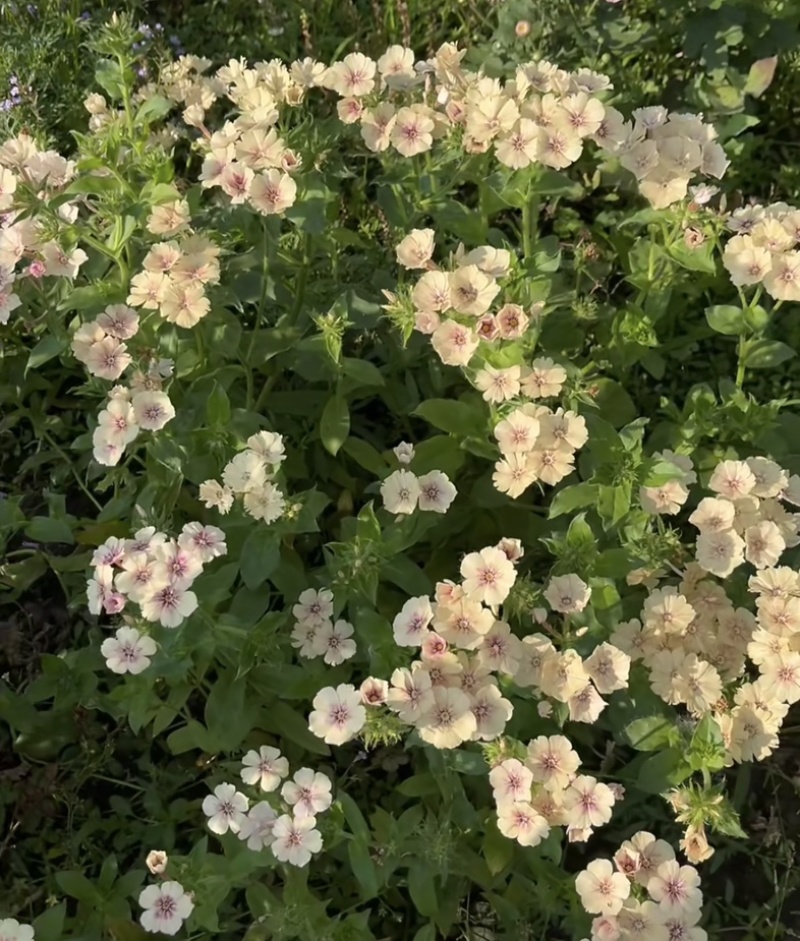 福禄考种子景观花海四季开花色彩艳丽花色丰富