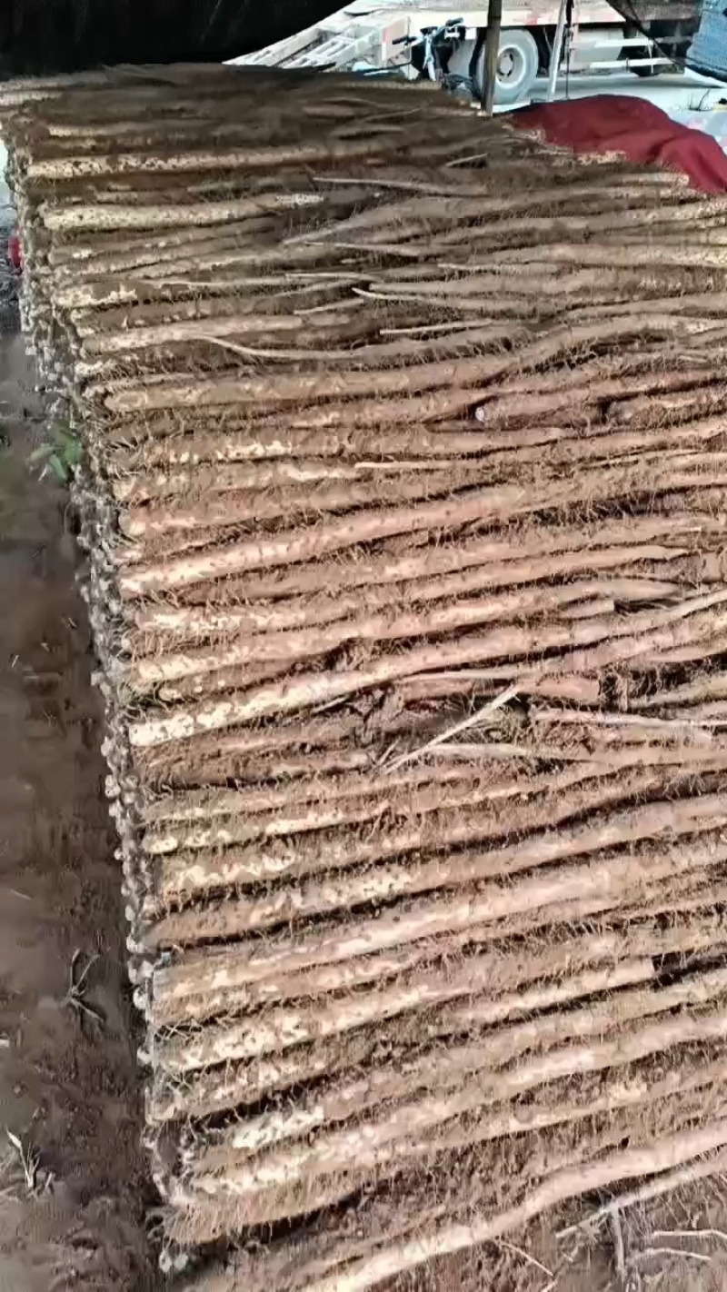 2024白玉山药