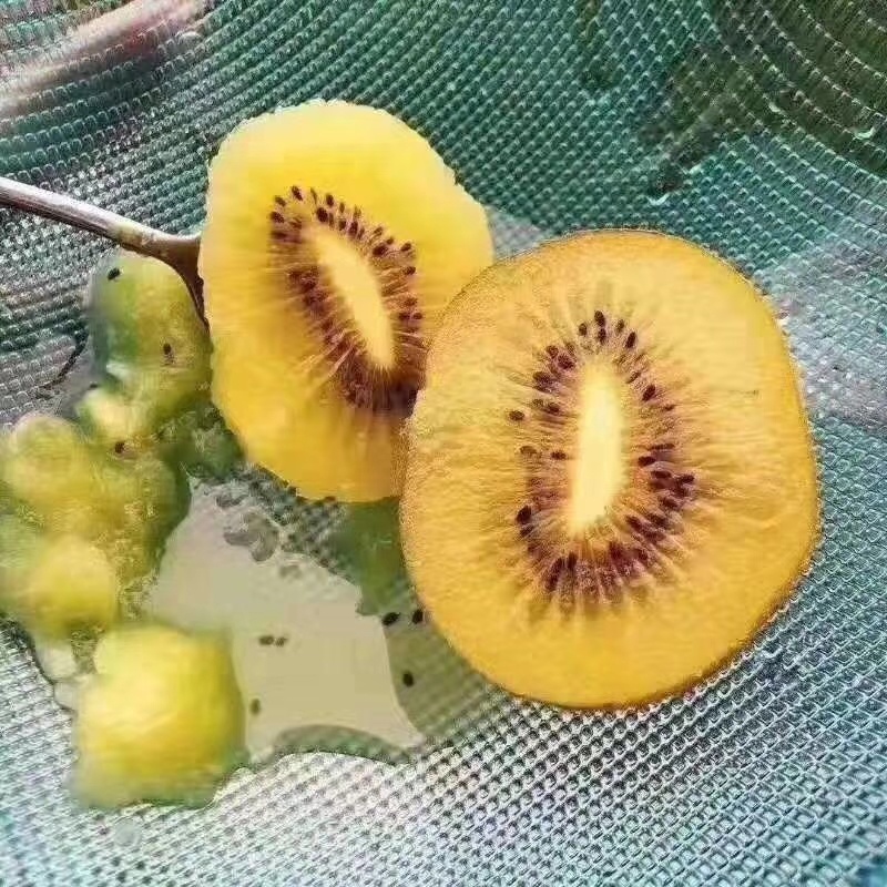 黄心猕猴桃大量上市一手货源保质保量供货价钱实惠
