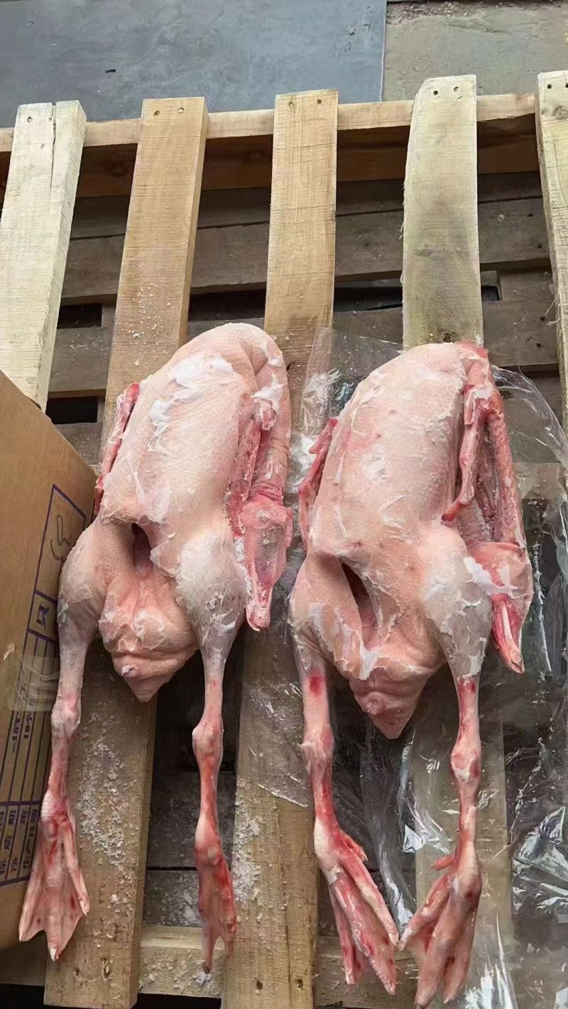 白条鹅仔鹅规格齐全欢迎咨询来电优