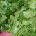 百亩大叶香菜