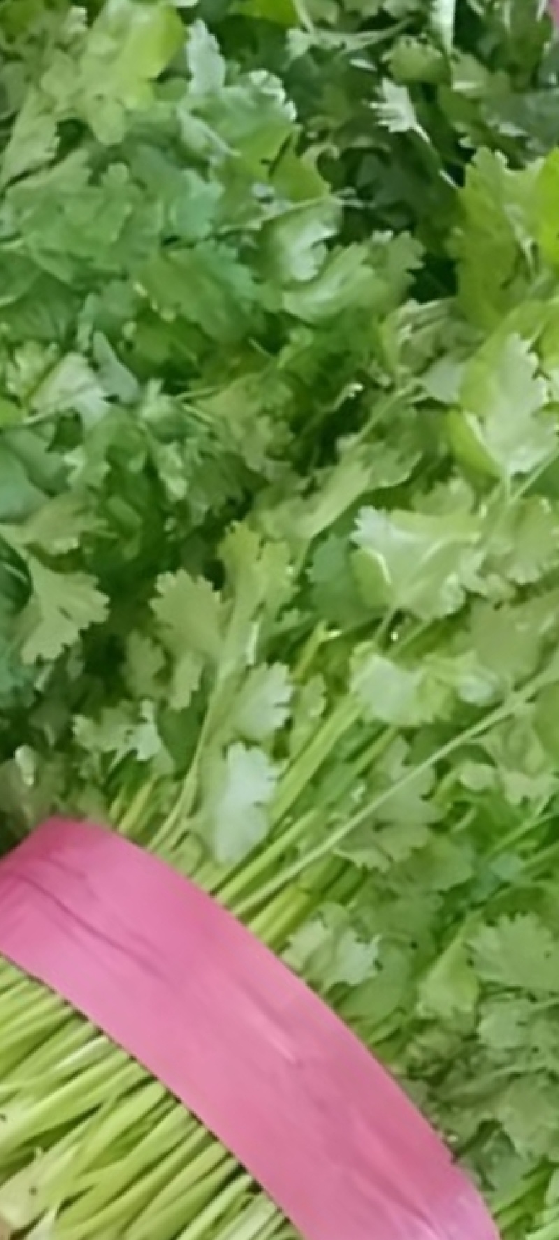 百亩大叶香菜