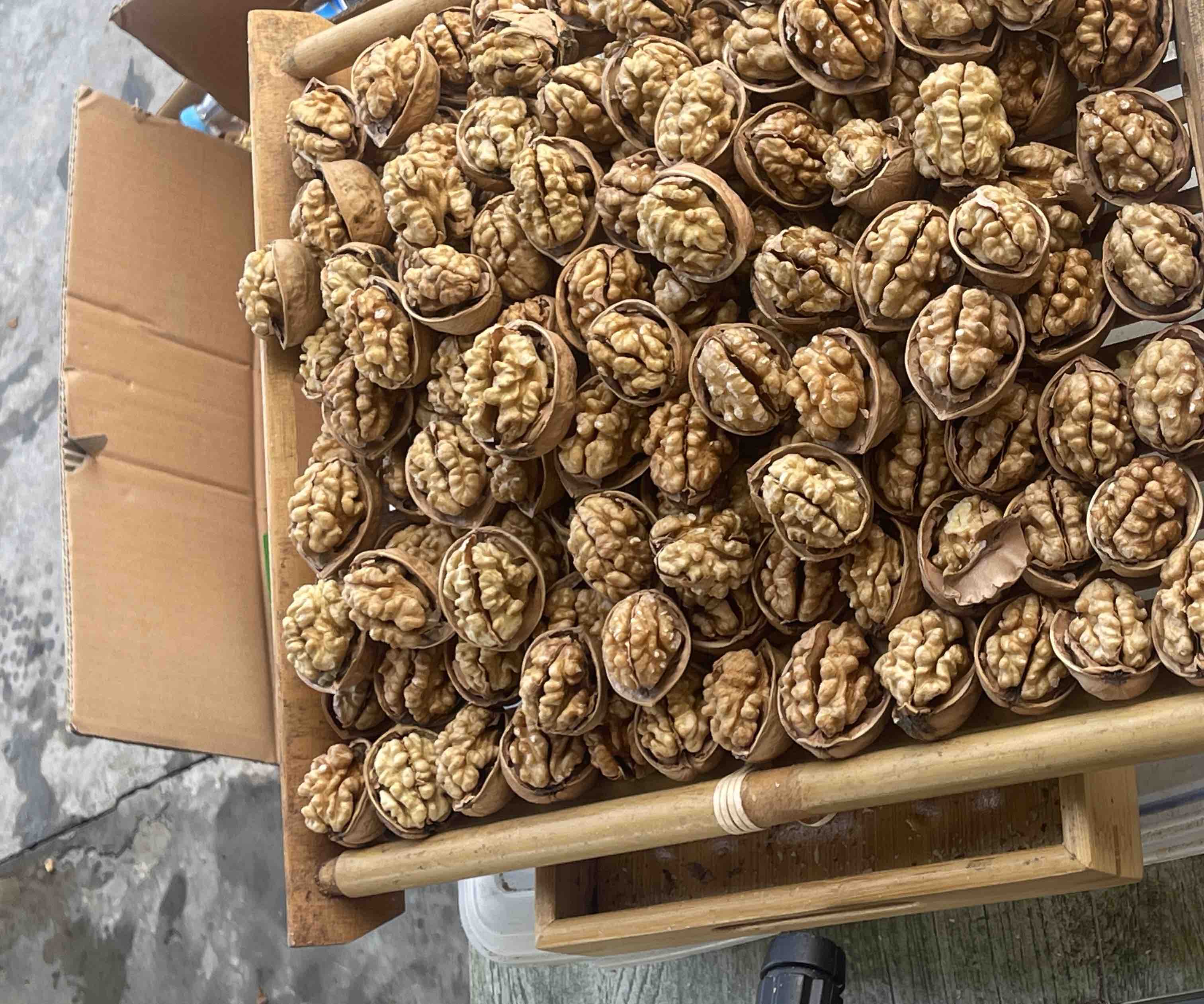 专业营养场景实拍:使用0.01g精度电子秤精准称量纸皮核桃仁,直观展示‘10颗=28g’的日常可操作份量,强化读者计量认知 营养师手持电子厨房秤称量10颗纸皮核桃仁(总重28.1g),秤屏清晰显示数值,背景为食品级玻璃碗与不锈钢镊子
