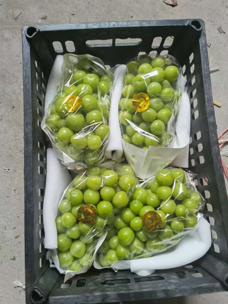 湖南常德阳光玫瑰葡萄香印晴王葡萄产地直发承接商超电商