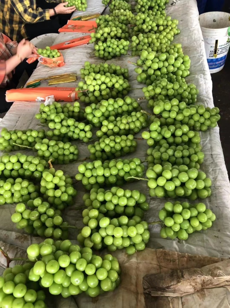 湖南常德阳光玫瑰葡萄香印晴王葡萄产地直发承接商超电商