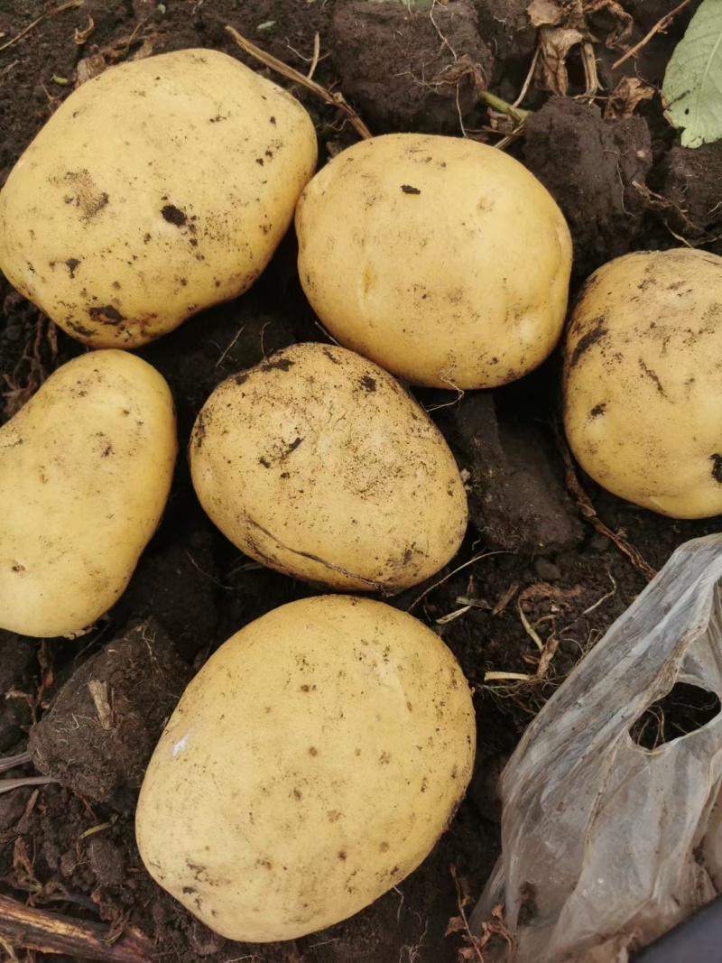 尤金885土豆3两以上土豆种植基地直发大量出售
