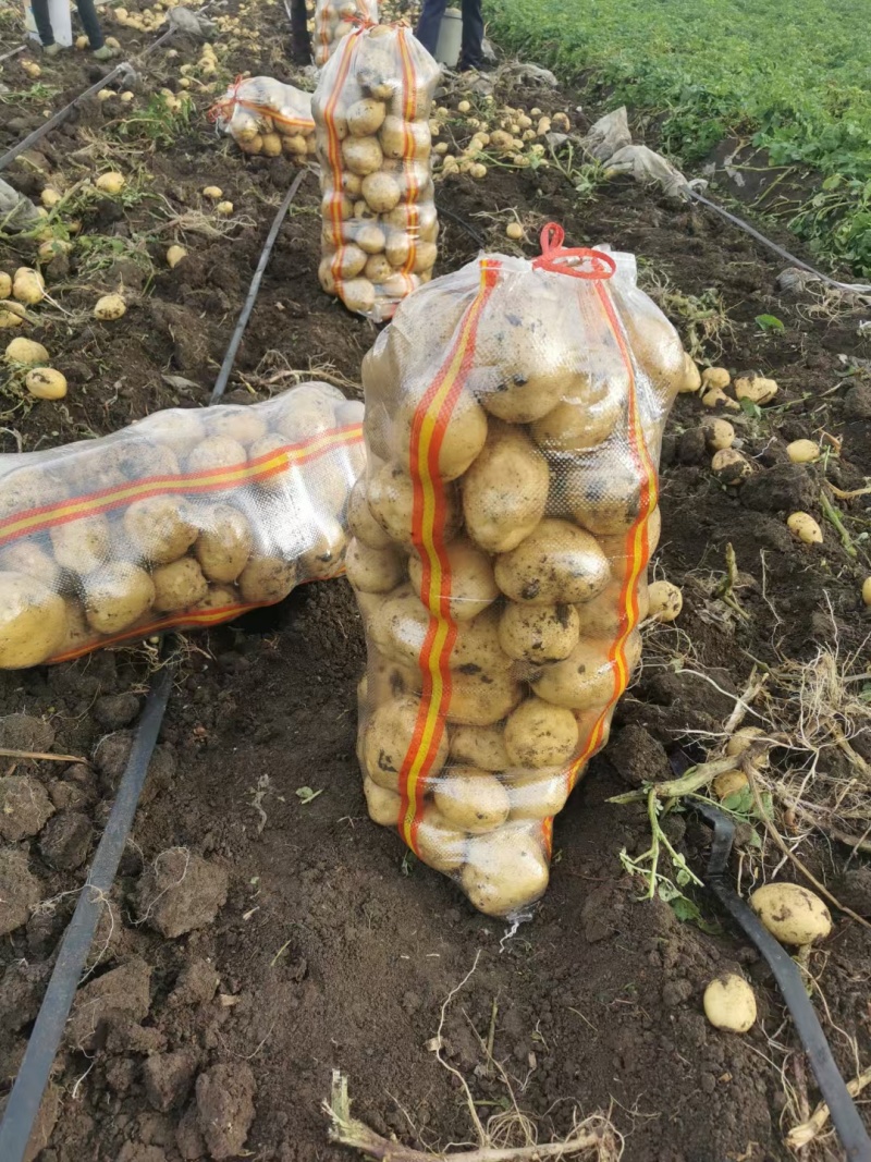 尤金885土豆3两以上土豆种植基地直发大量出售