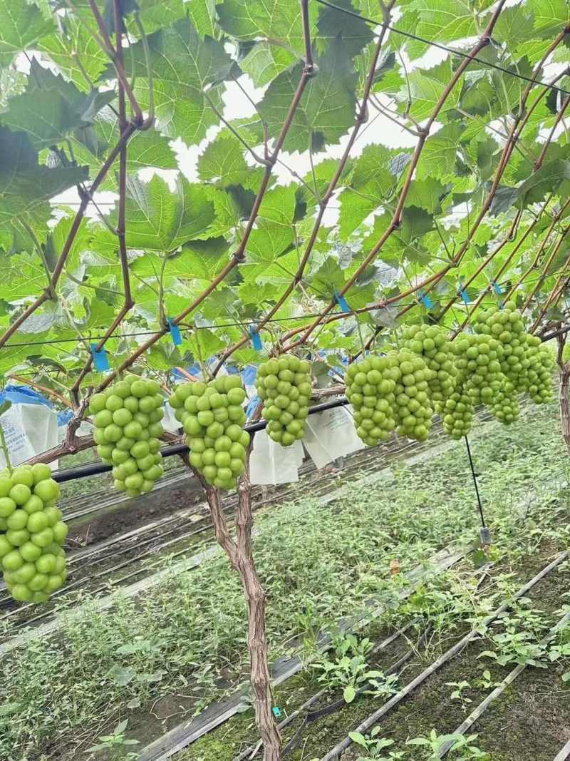 万亩阳光玫瑰葡萄产区直发承接商超电商代收代发全国市场