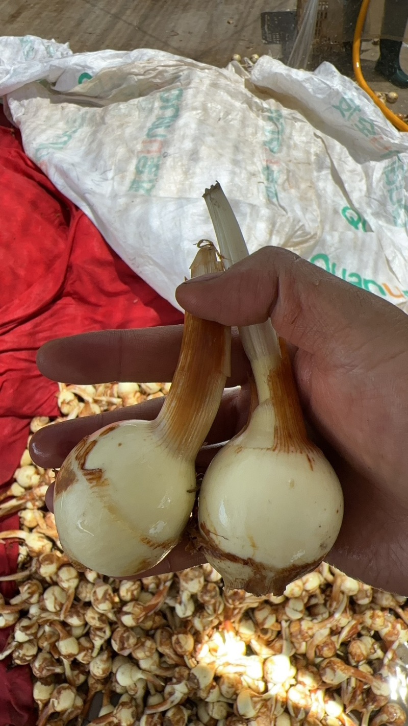 白肉茨菇白肉慈姑，基地直供货好价格低品质保证欢迎咨询