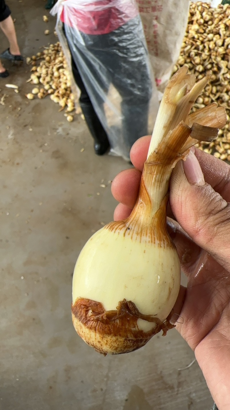 白肉茨菇白肉慈姑，基地直供货好价格低品质保证欢迎咨询