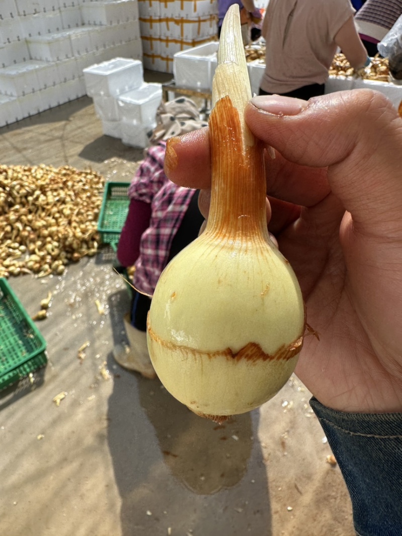 白肉茨菇白肉慈姑，基地直供货好价格低品质保证欢迎咨询