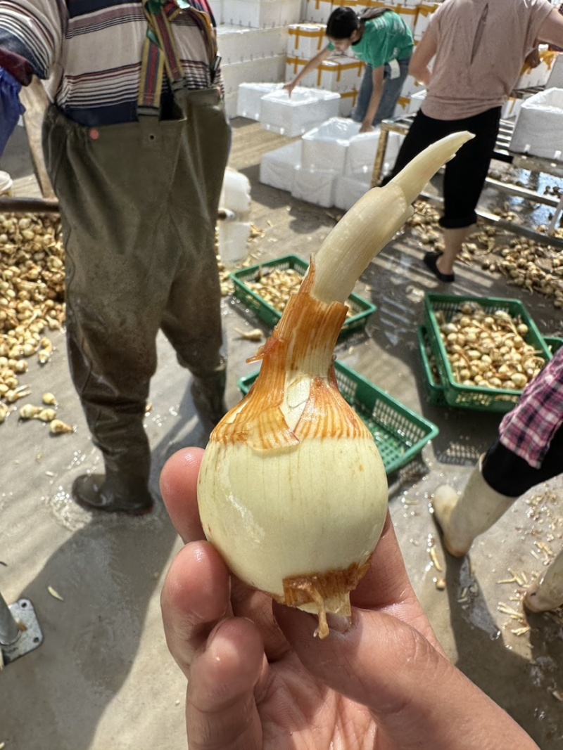 白肉茨菇白肉慈姑，基地直供货好价格低品质保证欢迎咨询