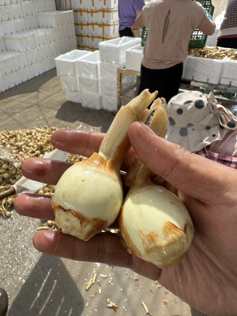 白肉茨菇白肉慈姑，基地直供货好价格低品质保证欢迎咨询