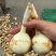 白肉茨菇白肉慈姑，基地直供货好价格低品质保证欢迎咨询