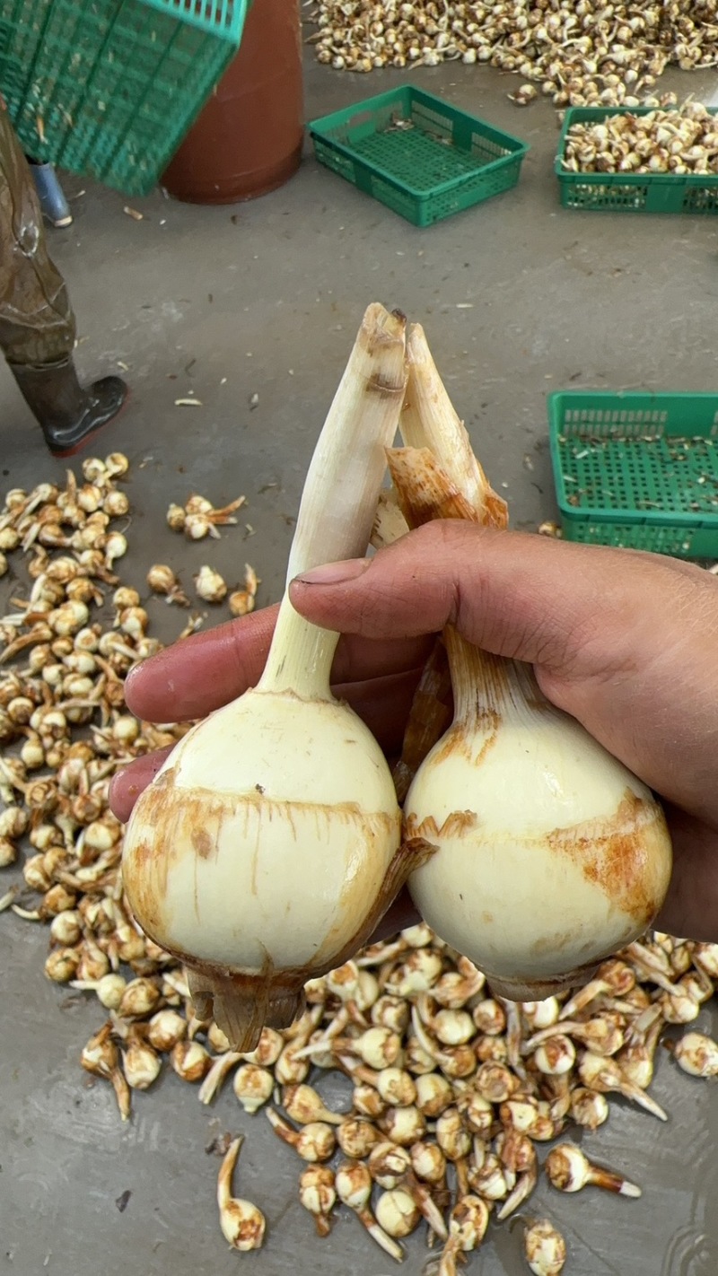 白肉茨菇白肉慈姑，基地直供货好价格低品质保证欢迎咨询