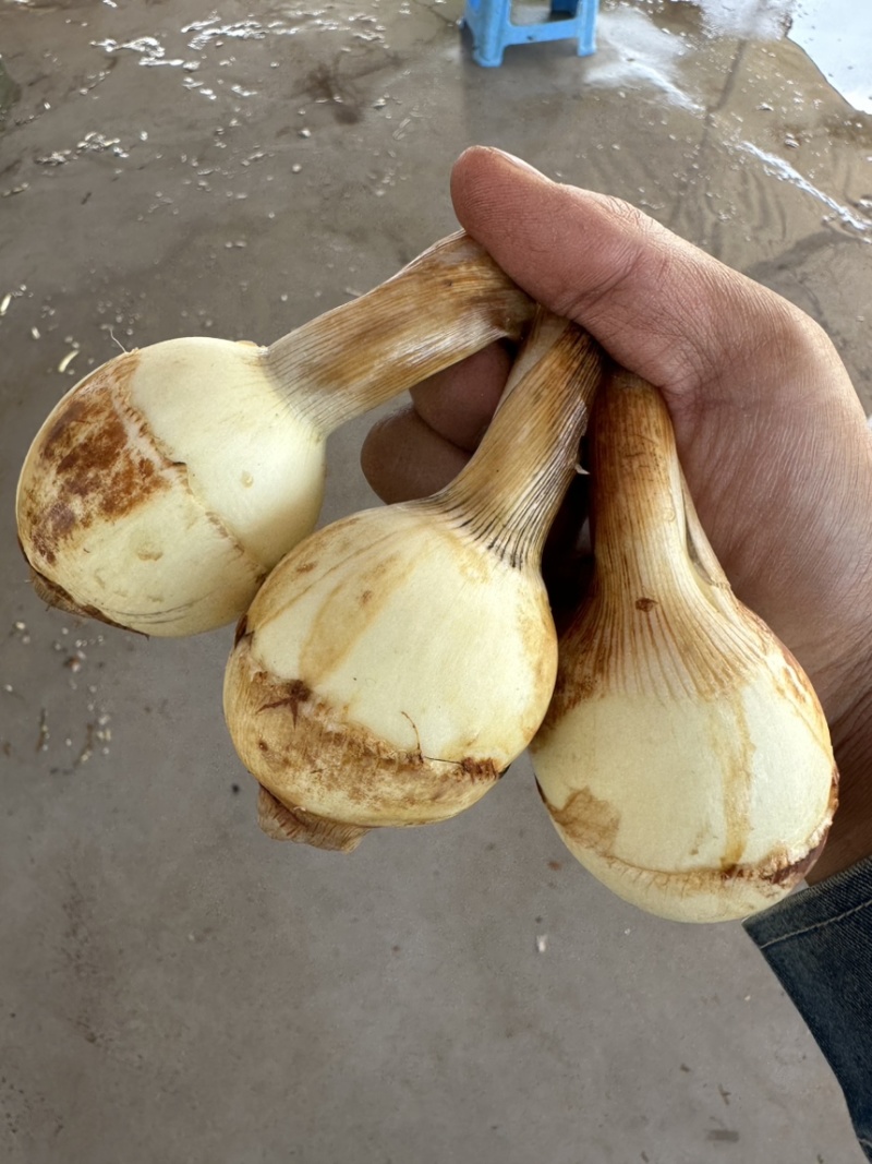 白肉茨菇白肉慈姑，基地直供货好价格低品质保证欢迎咨询