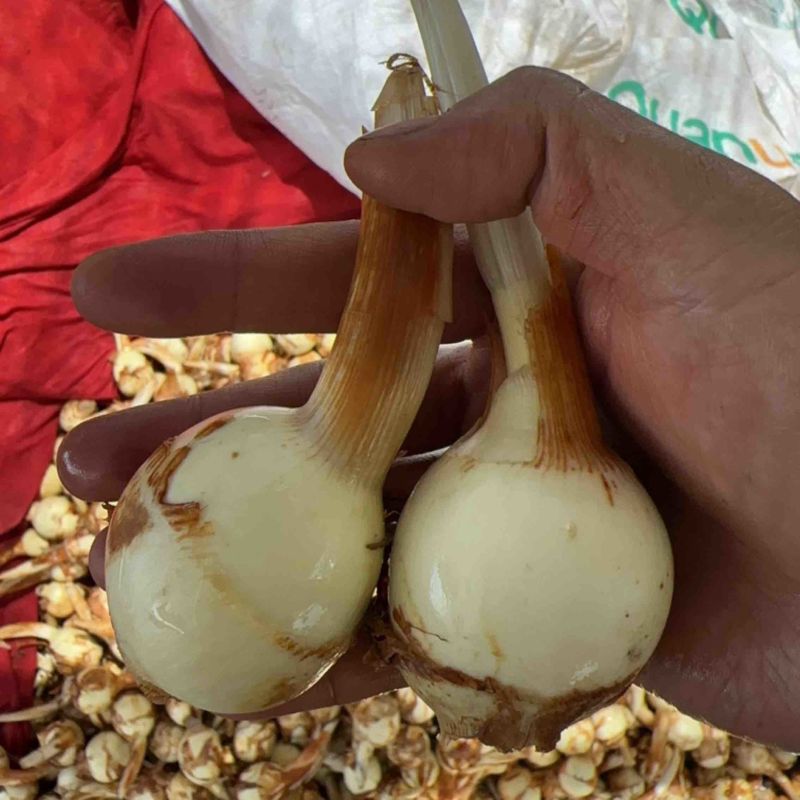 优质慈姑，茨菇，基地自产自销货源充足价格优惠