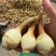 优质慈姑，茨菇，基地自产自销货源充足价格优惠