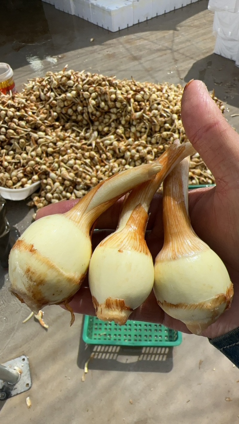 优质慈姑，茨菇，基地自产自销货源充足价格优惠