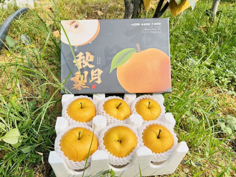 秋月梨电商一件代发山东烟台莱阳中通顺丰对接直播全渠道代发