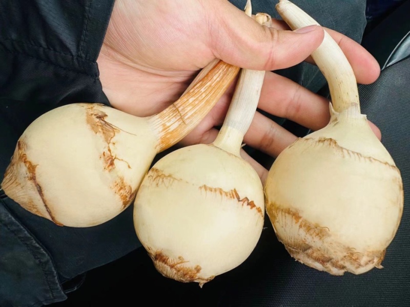 云南茨菇慈姑，基地直供量大价优品质保证全国发货