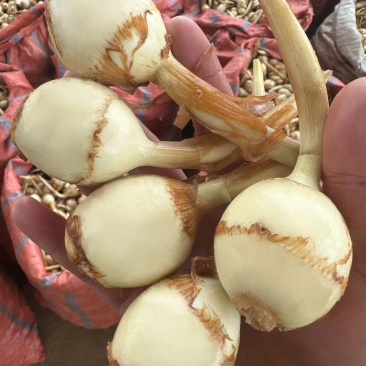 云南茨菇慈姑，基地直供量大价优品质保证全国发货