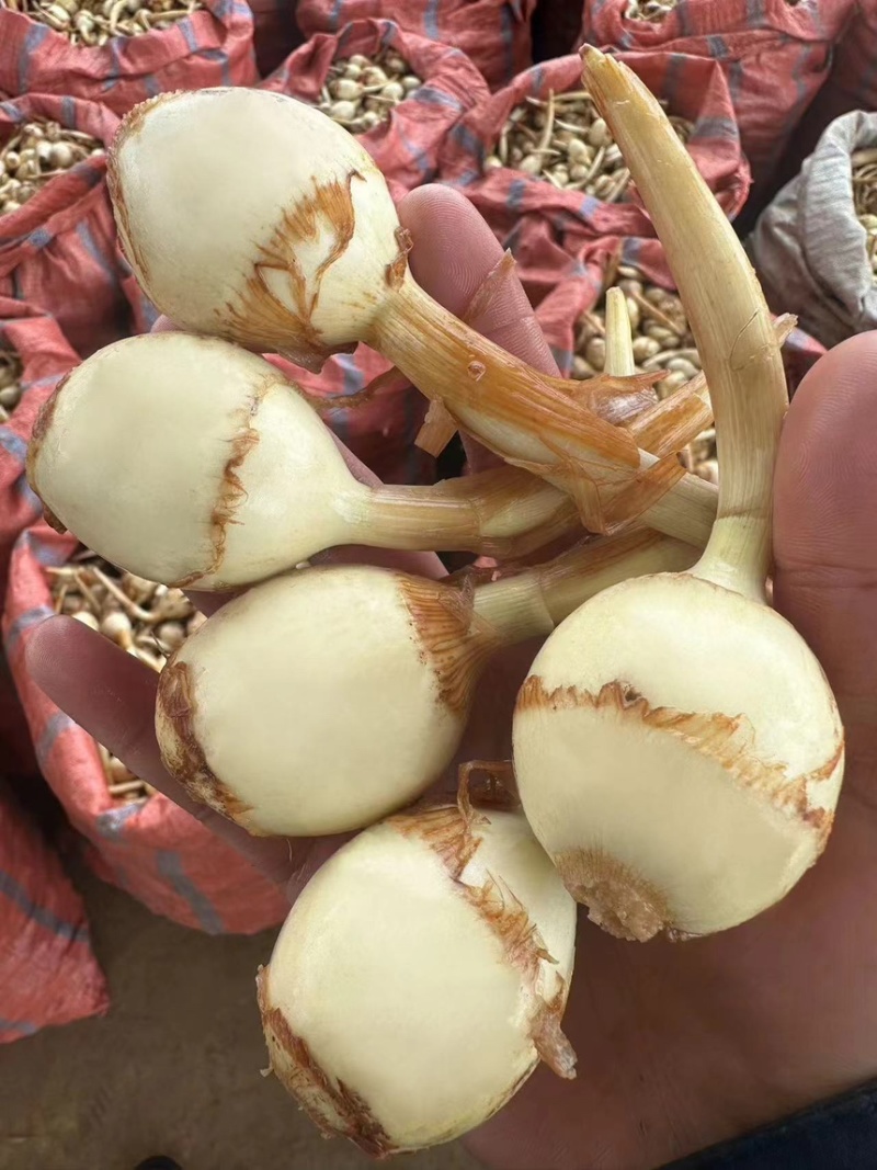 云南茨菇慈姑，基地直供量大价优品质保证全国发货