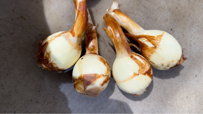 云南茨菇，云南慈姑，基地自产自销
