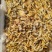 大凉山松树蝉，金蝉0.5毛，白蝉0.3毛，质量有保障