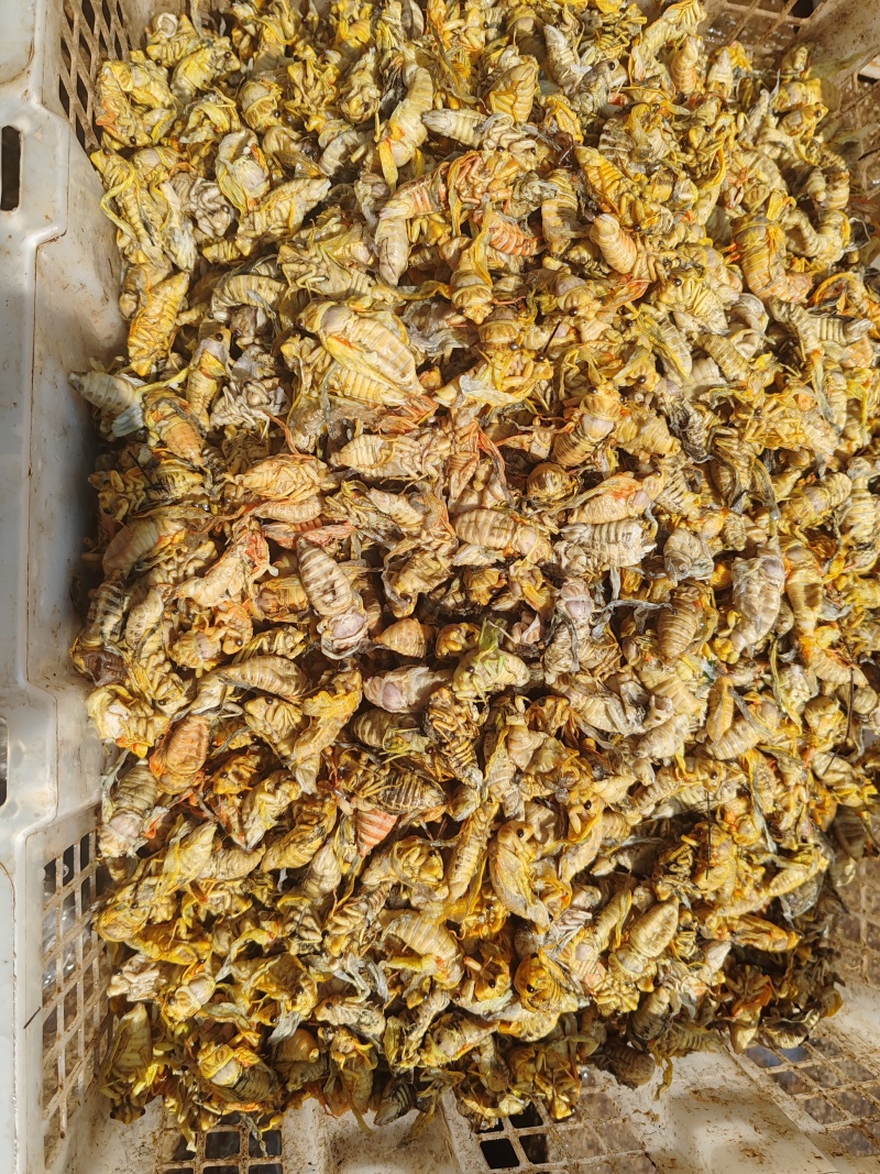 大凉山松树蝉，金蝉0.5毛，白蝉0.3毛，质量有保障