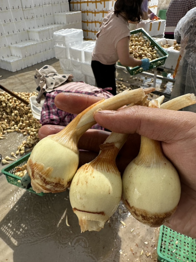 云南茨菇，云南慈姑，基地自产自销