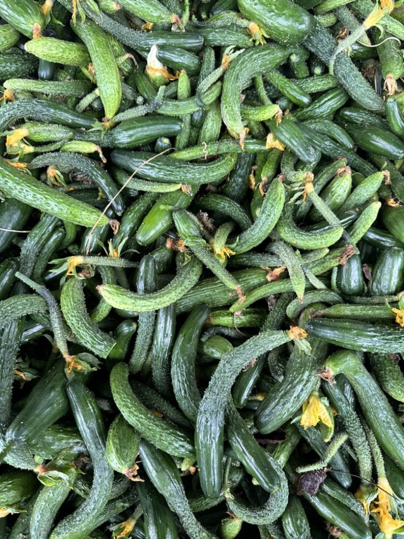 黄瓜扭，山东小黄瓜开始供应！泡菜，腌菜。
