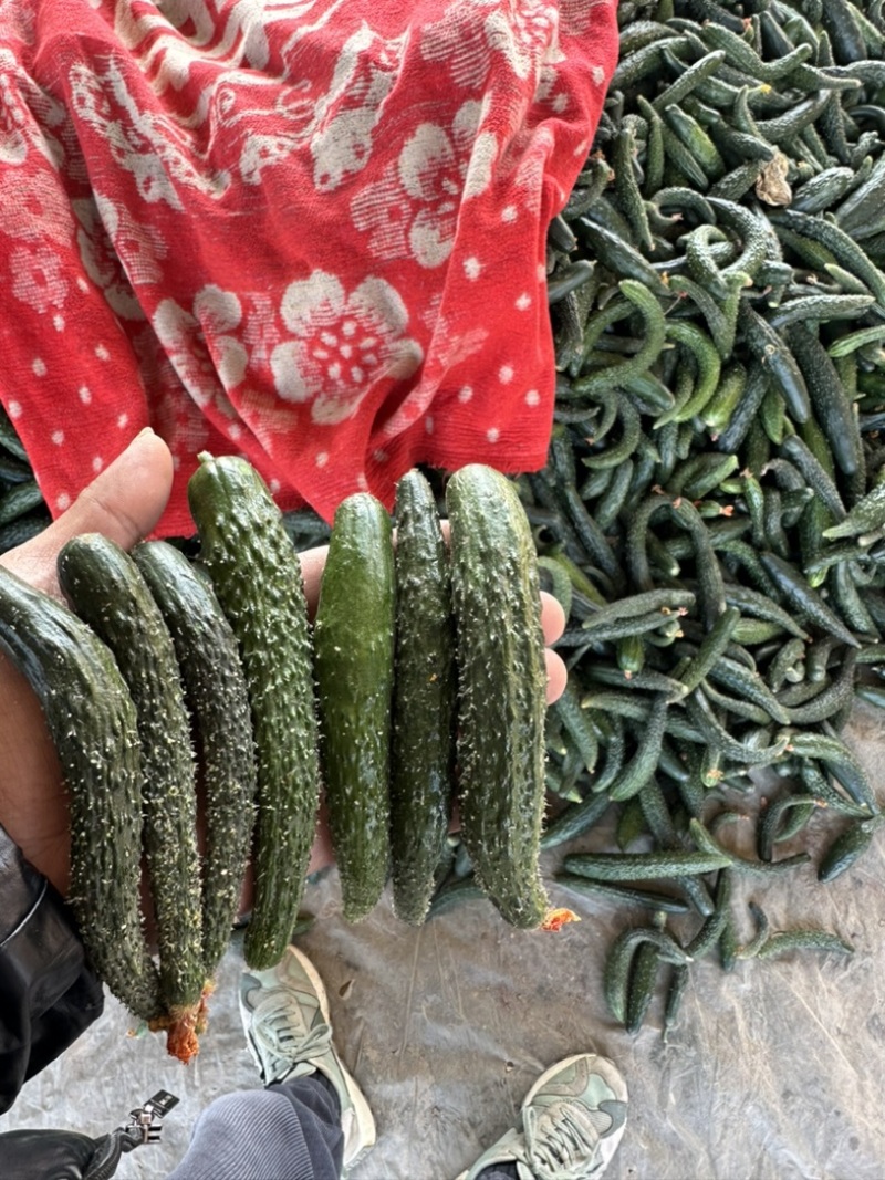 黄瓜扭，山东小黄瓜开始供应！泡菜，腌菜。