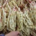 小黄姜