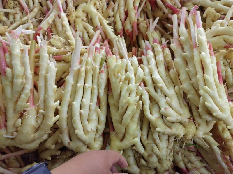 小黄姜