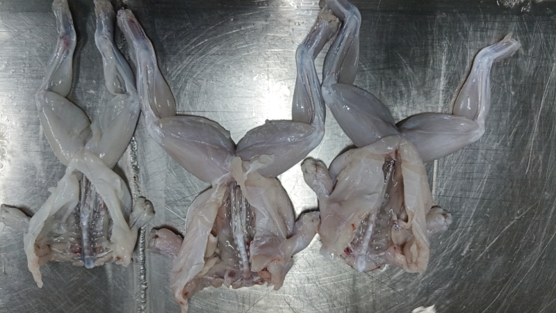 卖冰鲜牛蛙肉***********