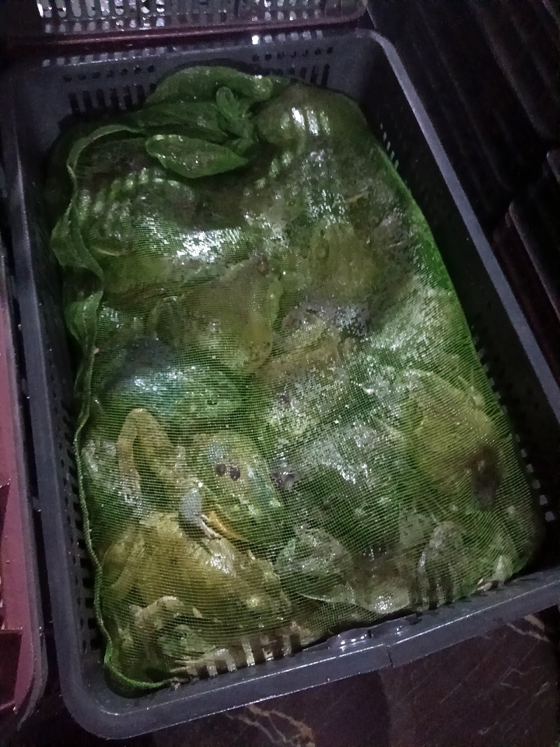 卖冰鲜牛蛙肉***********