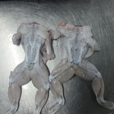 卖冰鲜牛蛙肉***********