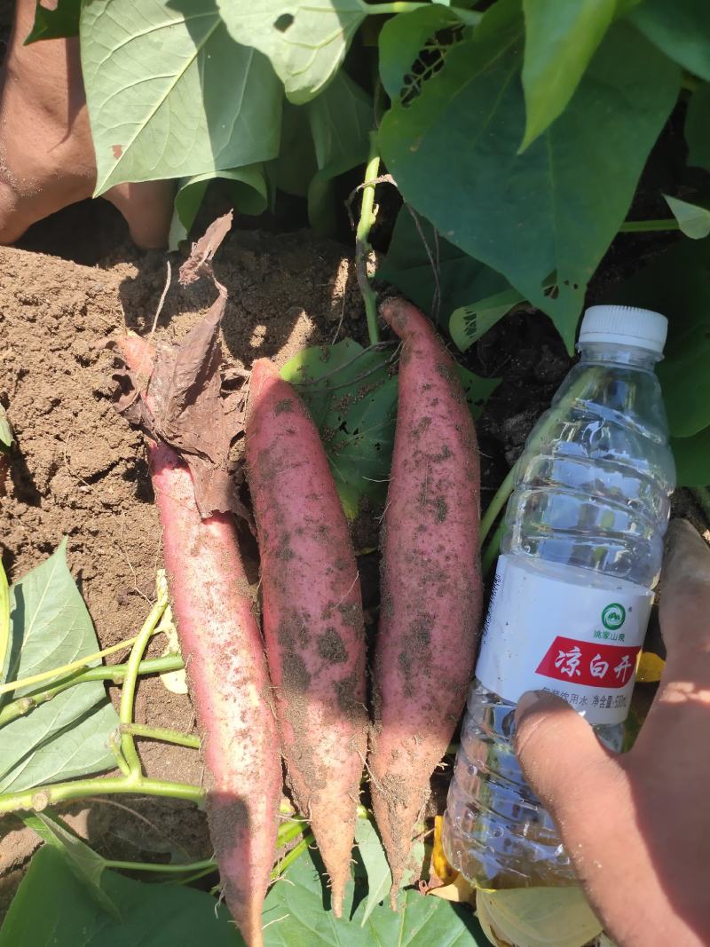 沙地烟薯25