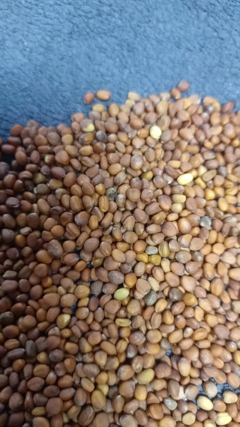 药用莱菔子产地直供质量可靠诚信经营欢迎老板来电