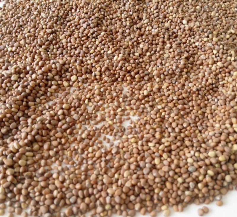 药用莱菔子产地直供质量可靠诚信经营欢迎老板来电