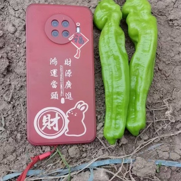 苏椒芜湖椒薄皮泡椒鲜辣椒，支持装框龚垒万亩基地直发全国