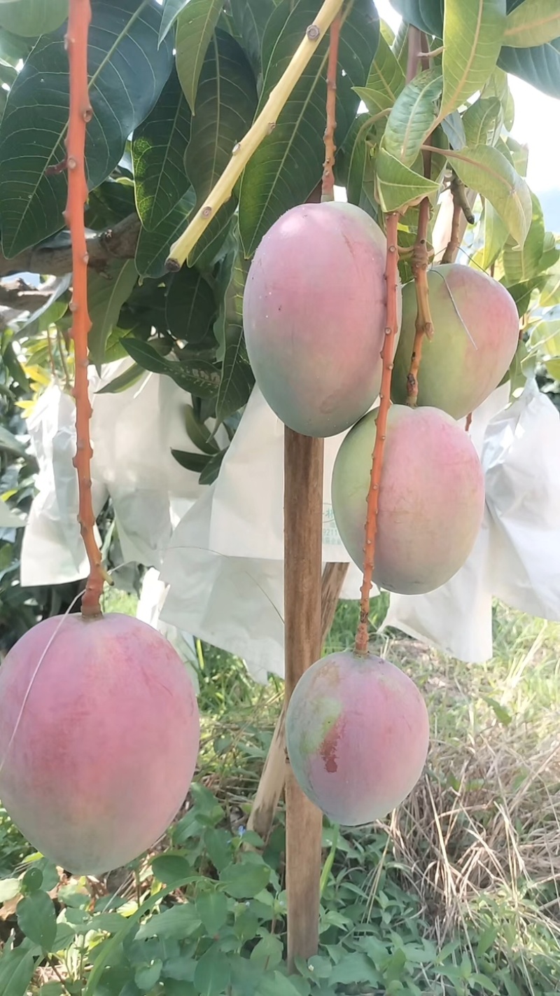 攀枝花凯特芒果口感香甜昼夜温差极大阳光照长