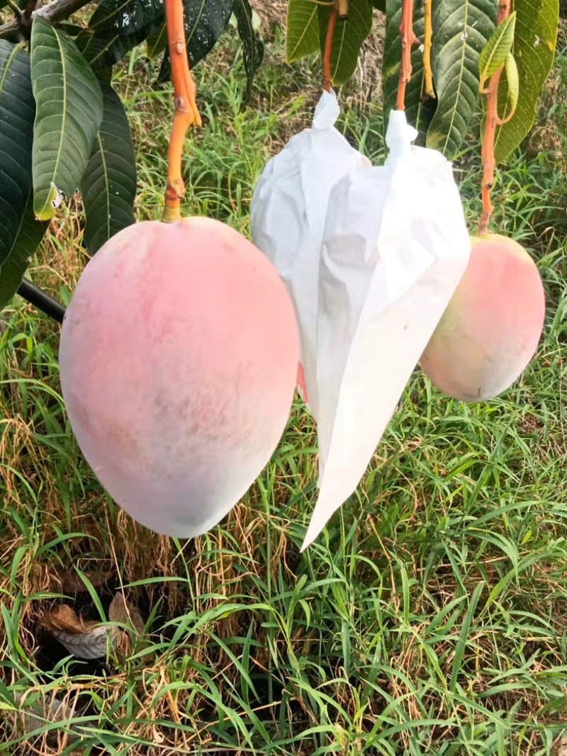 攀枝花凯特芒果口感香甜昼夜温差极大阳光照长