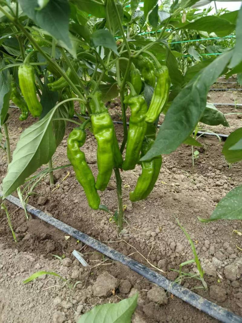 苏椒芜湖椒薄皮泡椒鲜辣椒，支持装框龚垒万亩基地直发全国